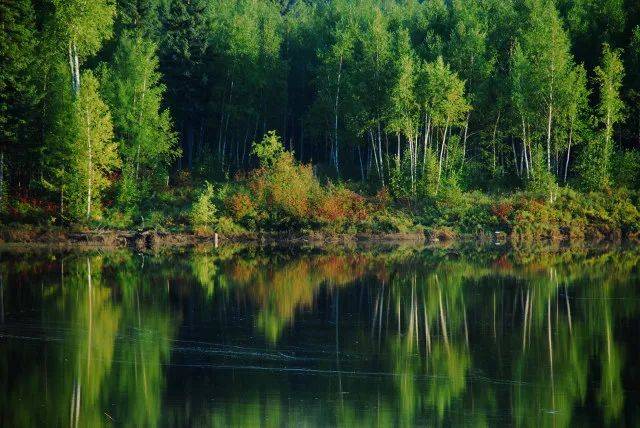 森林生態(tài)系統(tǒng)——森林生態(tài)系統(tǒng)的主要類型、特點(diǎn)和生產(chǎn)力（二）