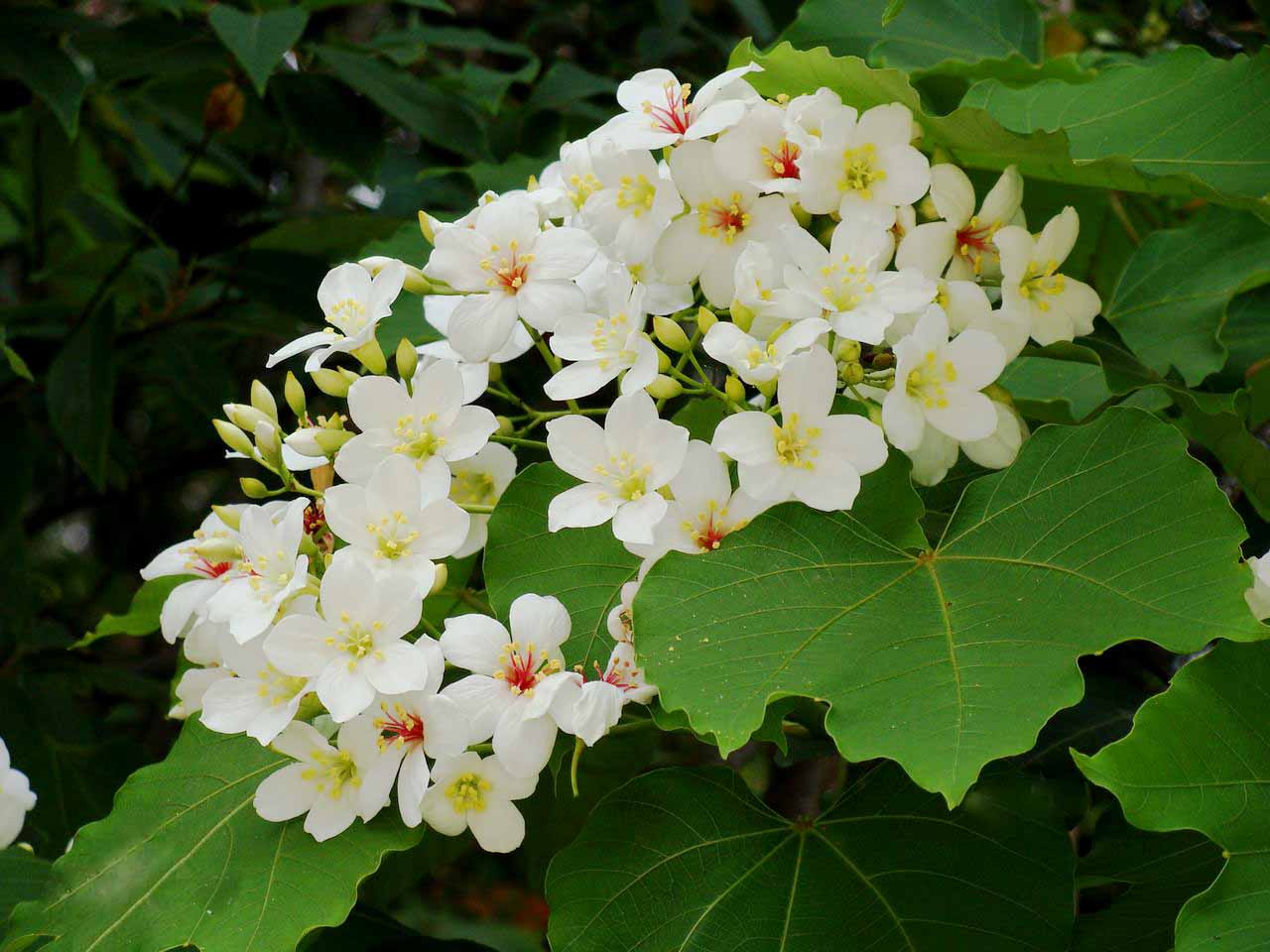 油桐.jpg 油桐.jpg