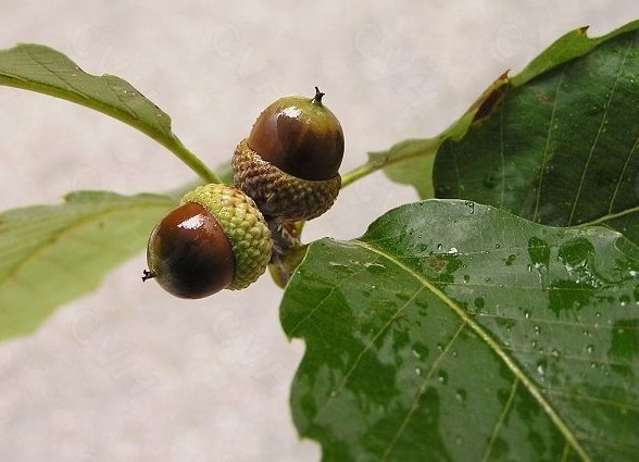 aa18972bd40735faf064c51290510fb30e240880.jpg aa18972bd40735faf064c51290510fb30e240880.jpg