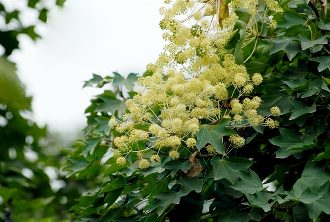 刺楸.jpg 刺楸.jpg