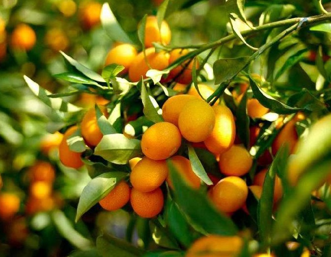 金橘1.jpg 金橘1.jpg