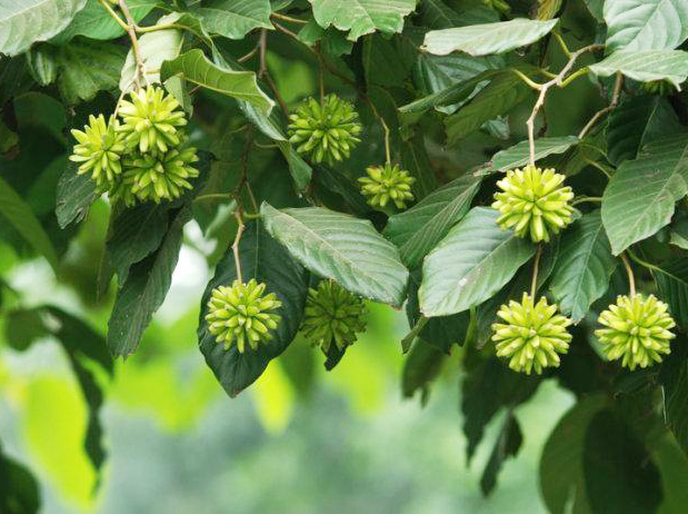 喜樹11.jpg 喜樹11.jpg