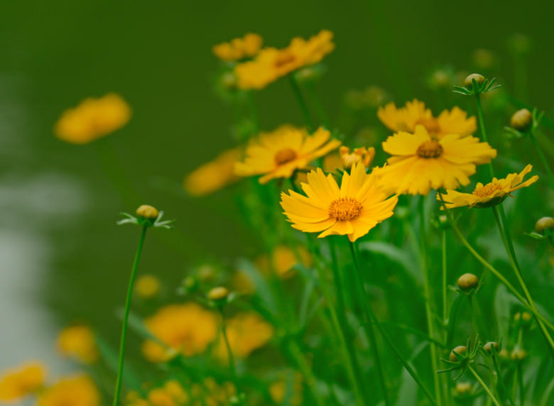 金雞??1.jpg 金雞??1.jpg