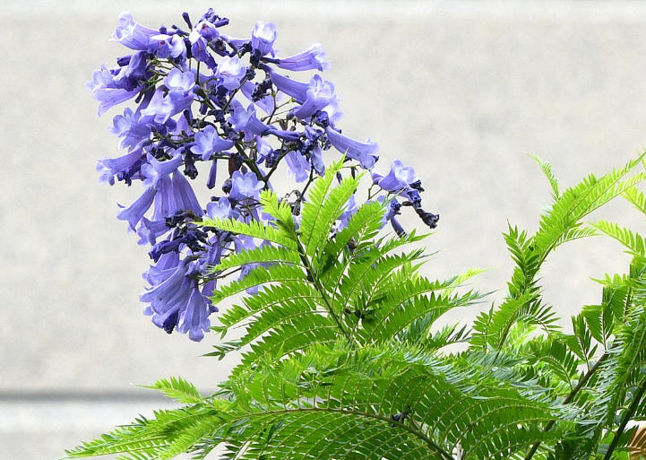 藍(lán)花??.jpg