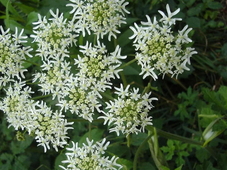 白芷12.jpg